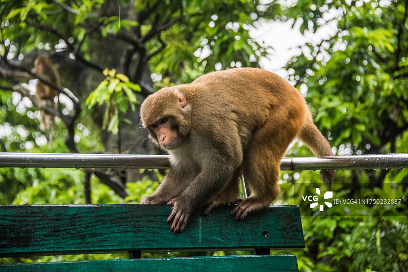 加德满都斯瓦扬布寺的长凳上的神猴图片素材