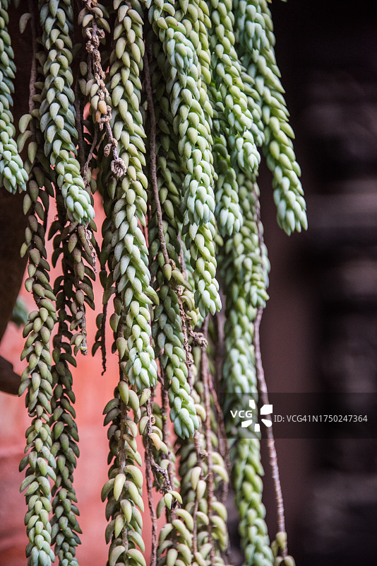 生根的墨西哥景天图片素材