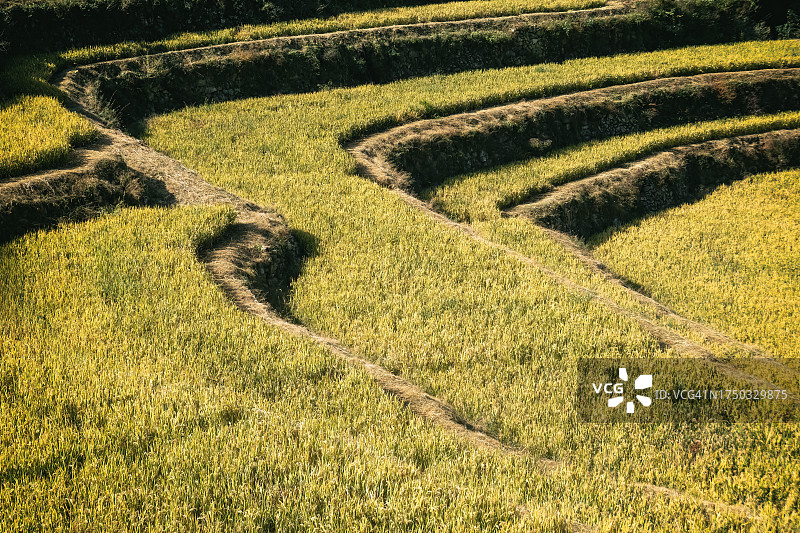 丰收时节金色稻田的航拍景色图片素材