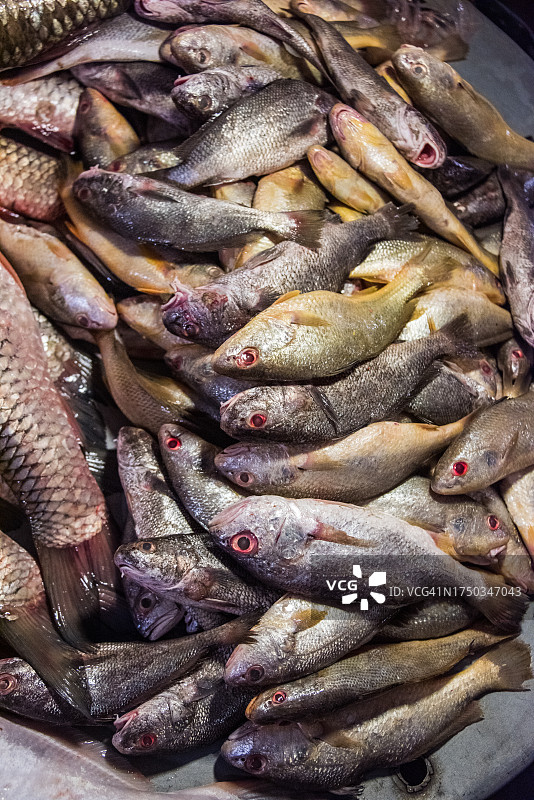 孟加拉湿货市场在售红唇石首鱼图片素材
