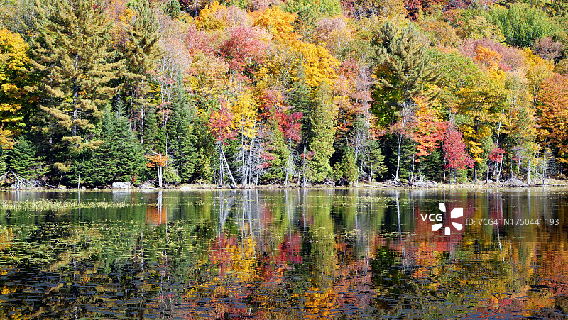 加拿大魁北克翠湖山庄湖边的秋色树木图片素材