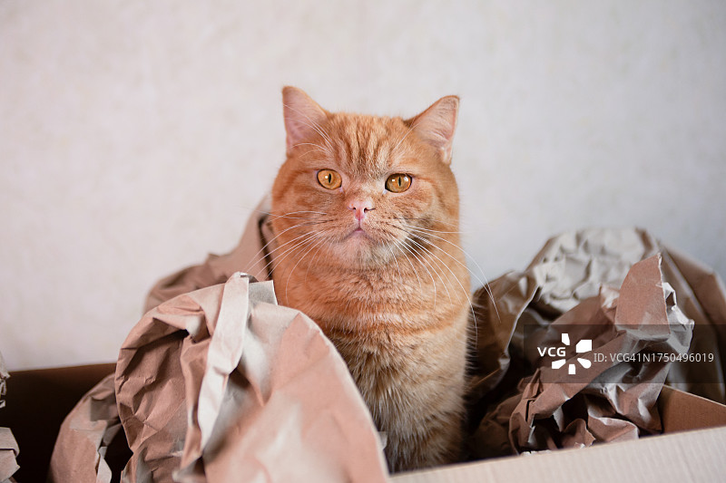 有趣的猫咪在纸箱里露出严肃的表情，搬家或商品交付的概念图片素材