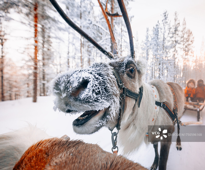 在芬兰拉普兰的雪地里乘坐驯鹿雪橇图片素材