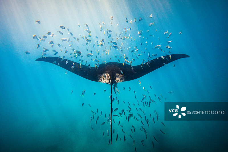 阳光照射下的蝠鲼与鱼群图片素材