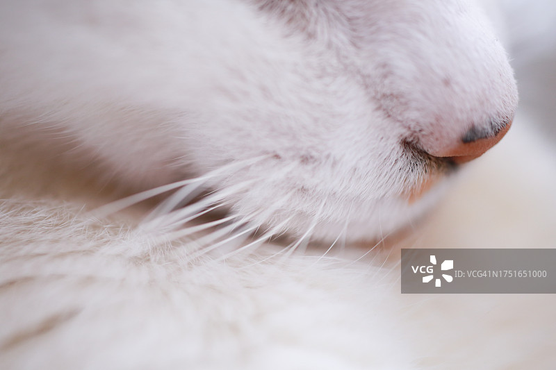 微距拍摄的猫鼻子图片素材