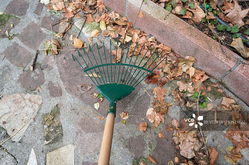 用耙子清理庭院花园中的落叶图片素材
