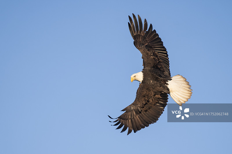 飞行中的白头鹰图片素材