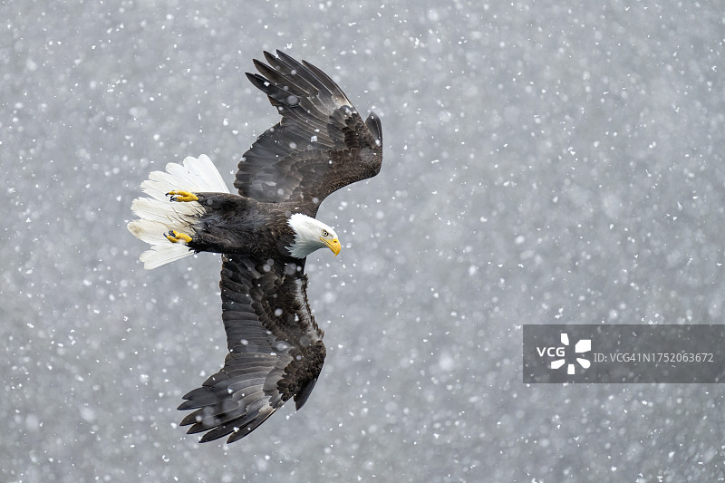 暴风雪中飞行的白头海雕图片素材