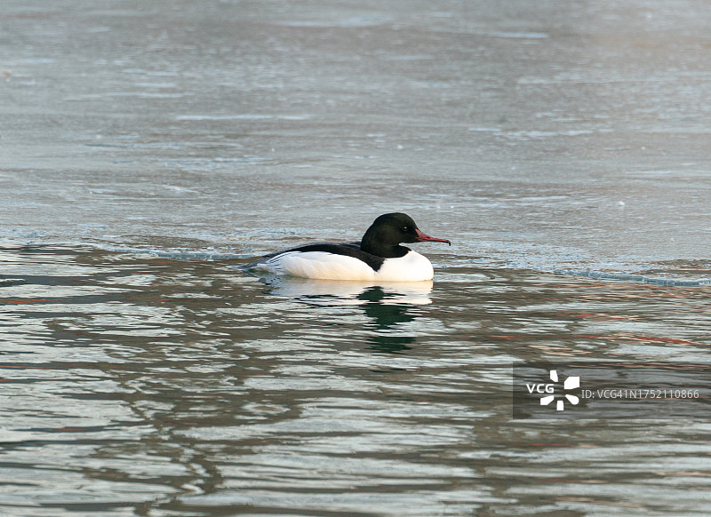 一只野生黑头鸭图片素材
