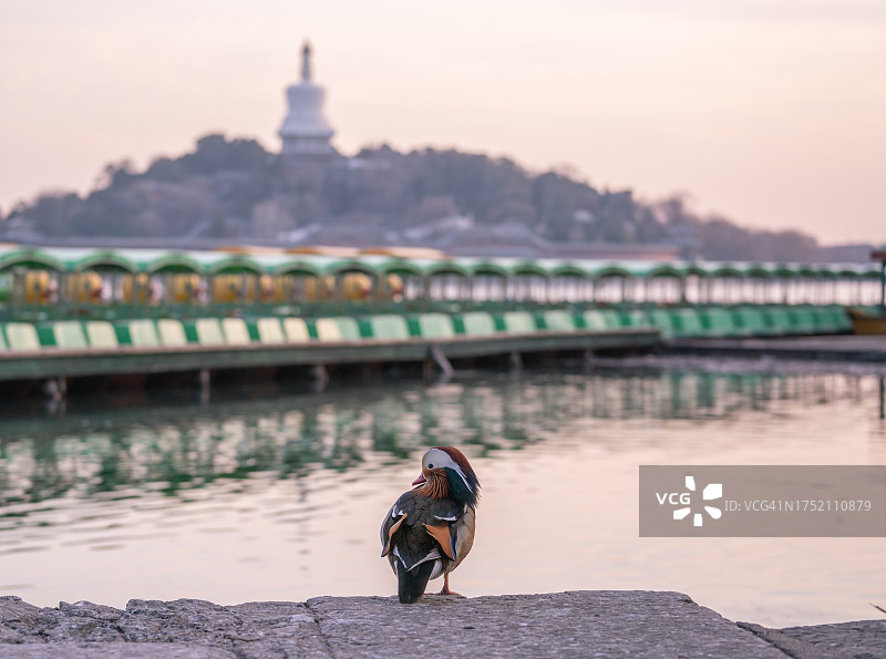 北京北海公园里的野生鸳鸯图片素材