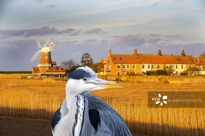 英国诺福克郡克莱镇的日落，苍鹭图片素材