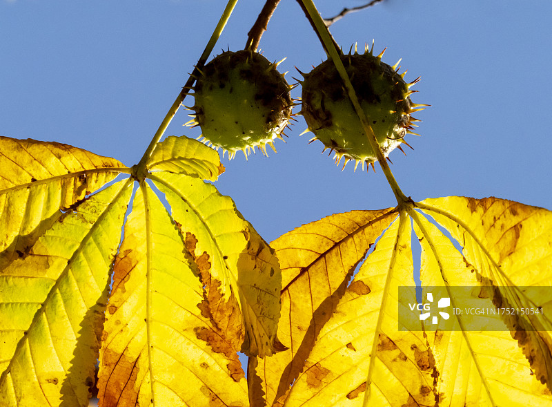 秋季英国湖区安布尔赛德的七叶树果实和叶子图片素材