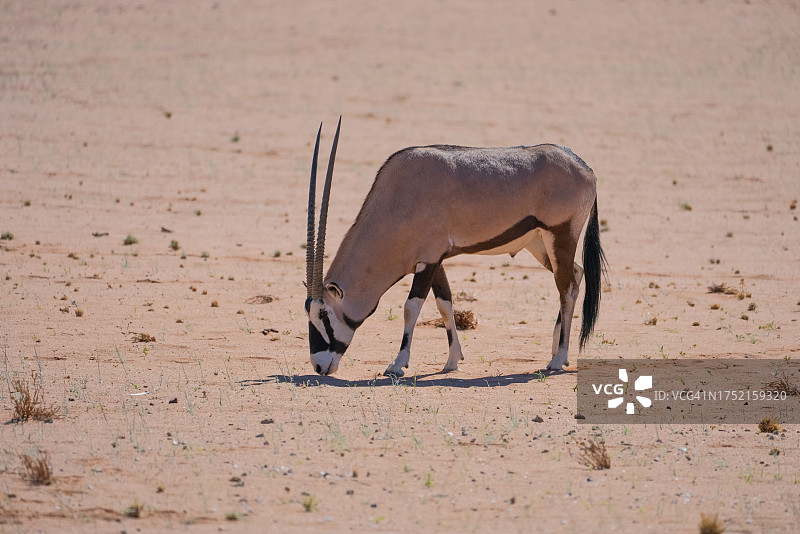 长角羚图片素材