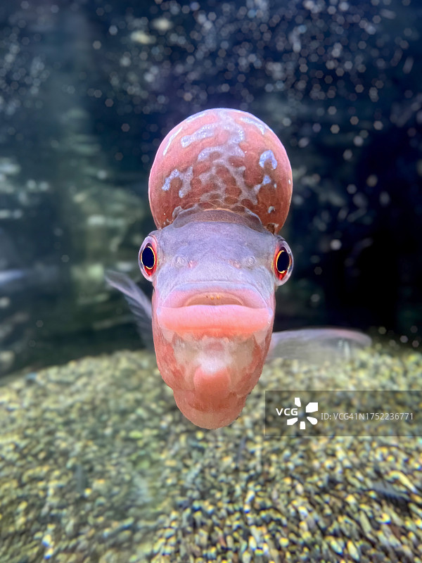 观赏鱼罗汉鱼正对着镜头图片素材