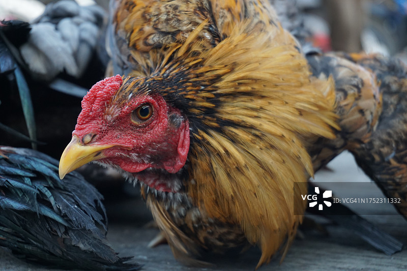 家禽市场待售的土鸡图片素材