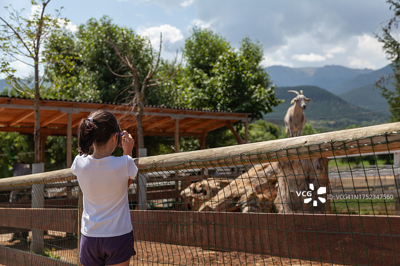在农场拍摄白色山羊背影的女孩图片素材