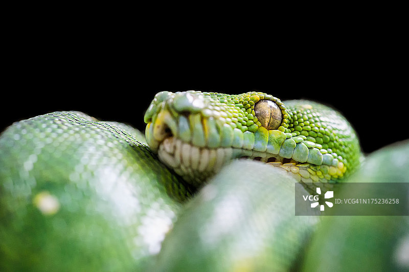 绿蛇的细节图片素材