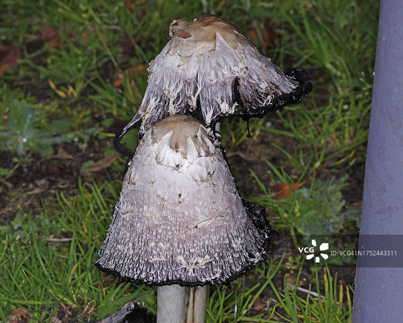 鬼笔鹅膏图片素材