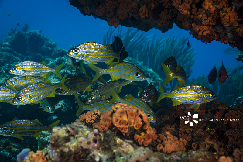 小口石鲈图片素材