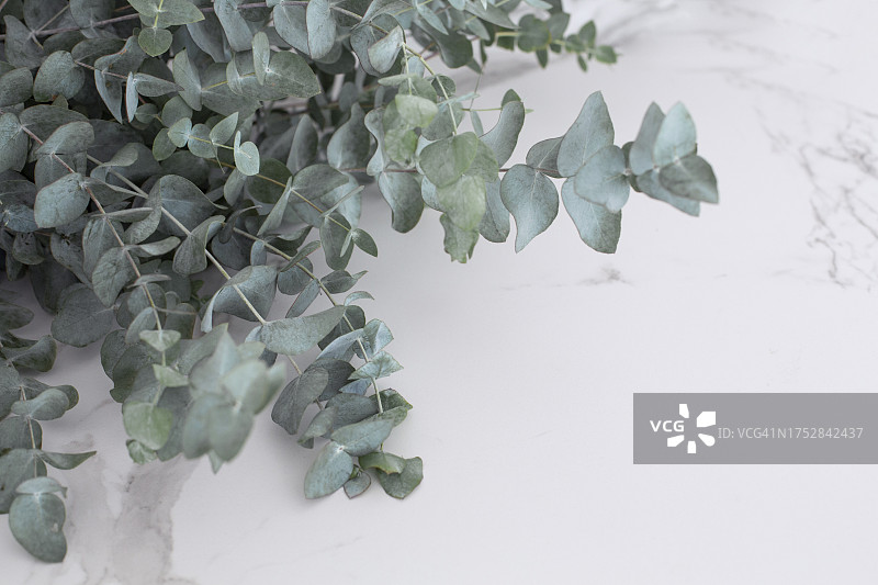 大理石背景上的桉树枝图片素材