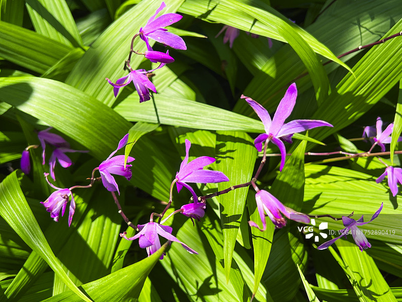 盛开的紫兰图片素材