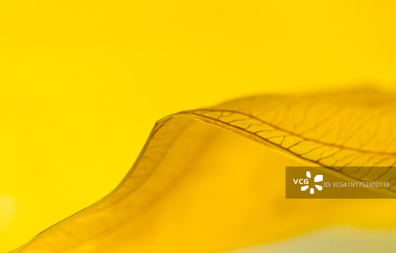 黄色纹理的 hosta 叶边缘的抽象图像图片素材