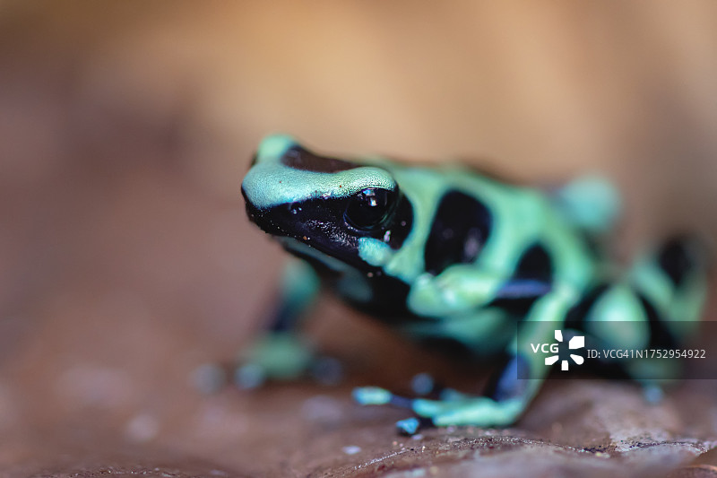 绿色和黑色箭毒蛙图片素材