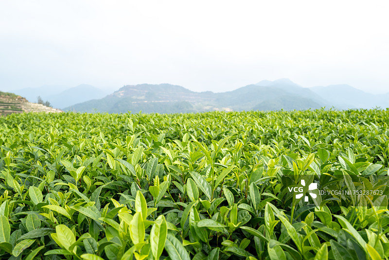 茶园里的茶叶图片素材