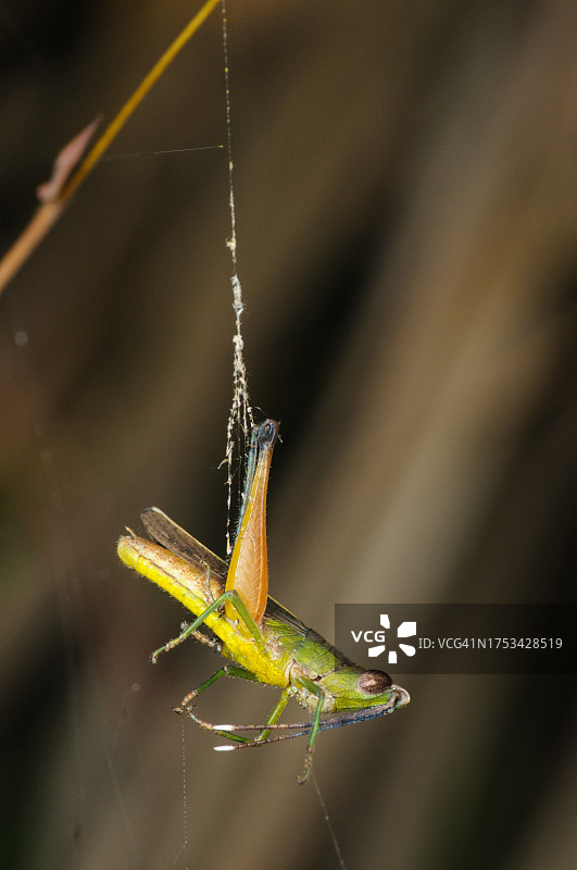 蜘蛛网中的蚱蜢陷阱图片素材