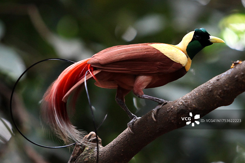 天堂鸟（动物）图片素材