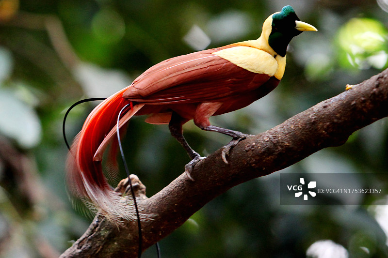 天堂鸟（动物）图片素材