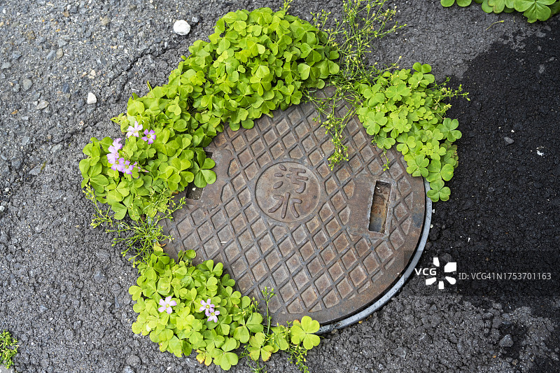 井盖周围生长的酢浆草图片素材