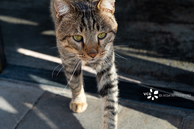 一只孤独的灰猫走在城市街道的人行道上图片素材