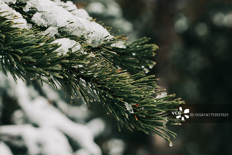 带有雪的绿色松树枝特写图片素材