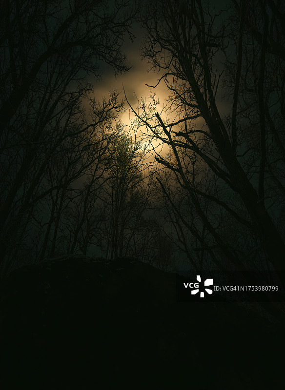 月光下的神秘森林图片素材