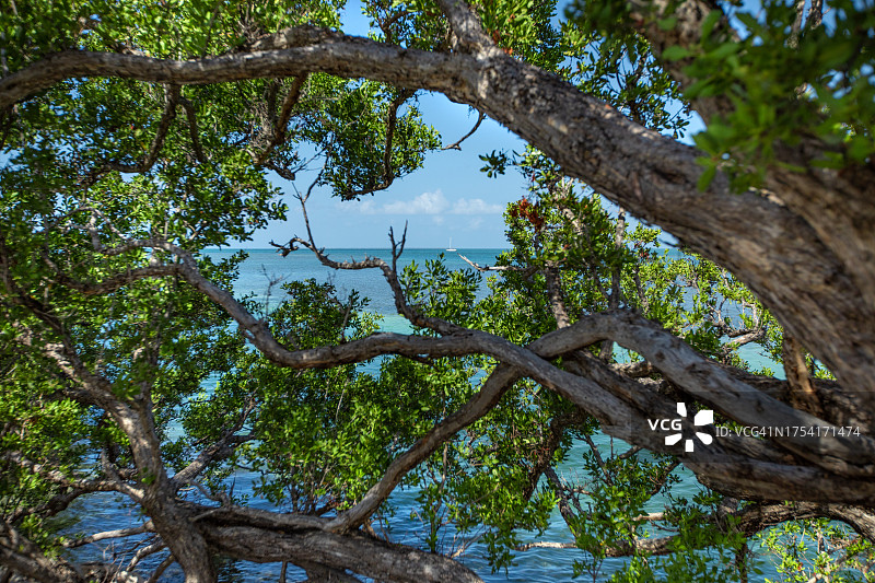 佛罗里达群岛的清澈海水图片素材