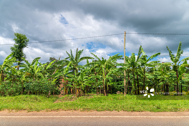 路边的香蕉树图片素材