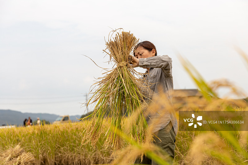 日本稻田收割水稻场景图片素材