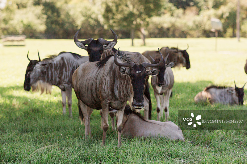 2023年秋季，南佛罗里达户外狩猎中的角马图片素材