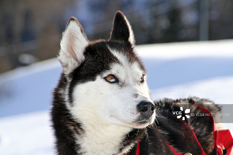 冬季西伯利亚哈士奇的特写图片素材
