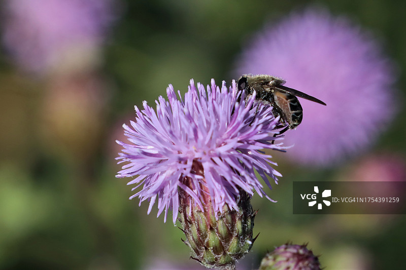 蜜蜂在紫色花朵上采蜜特写，美国俄勒冈州克拉马斯瀑布图片素材