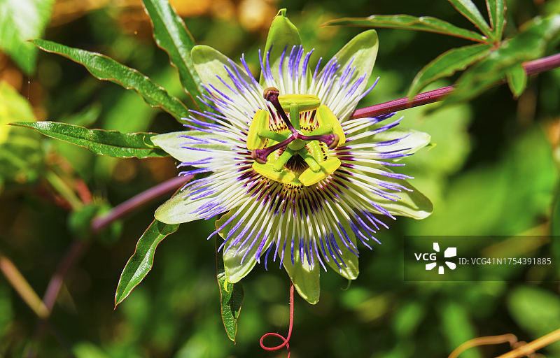 植物上的西番莲特写图片素材