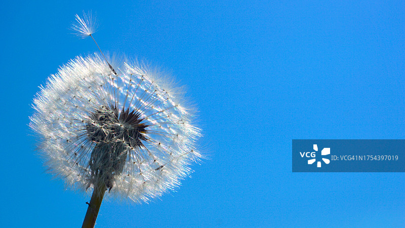 低角度看蓝天下的蒲公英图片素材