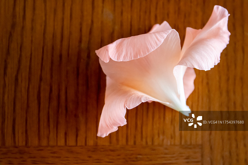 美国亚利桑那州，玫瑰花的特写图片素材