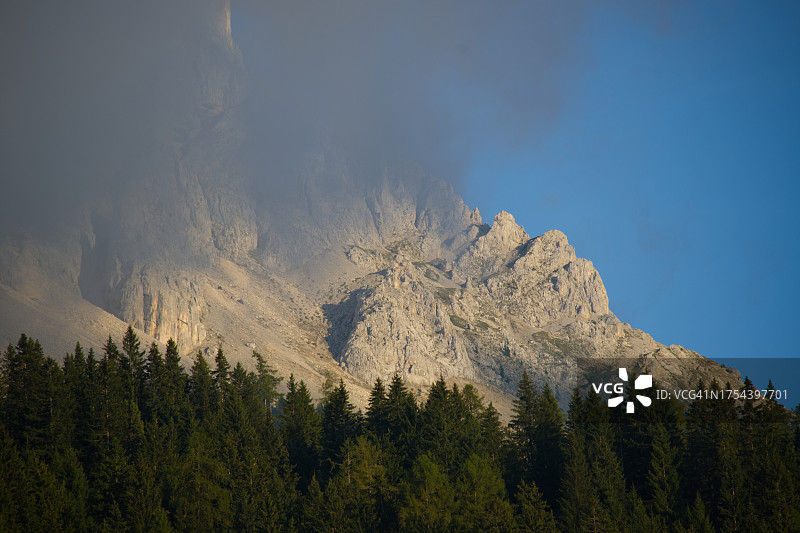 松树林全景图片素材