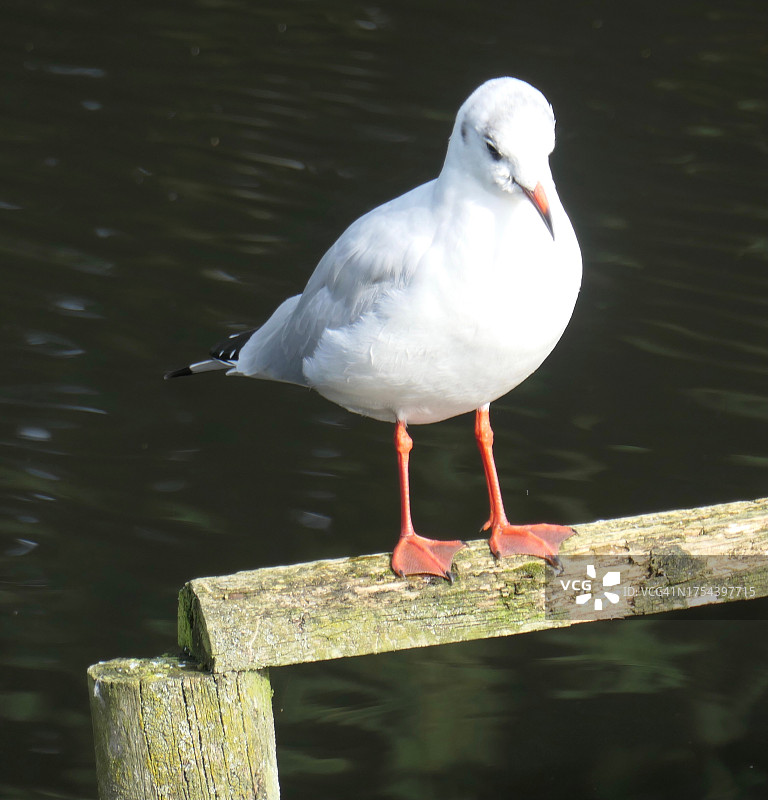 栖息在湖边的黑色鲈鱼特写图片素材