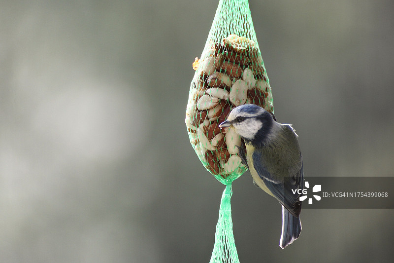 栖息在树枝上的山雀特写图片素材