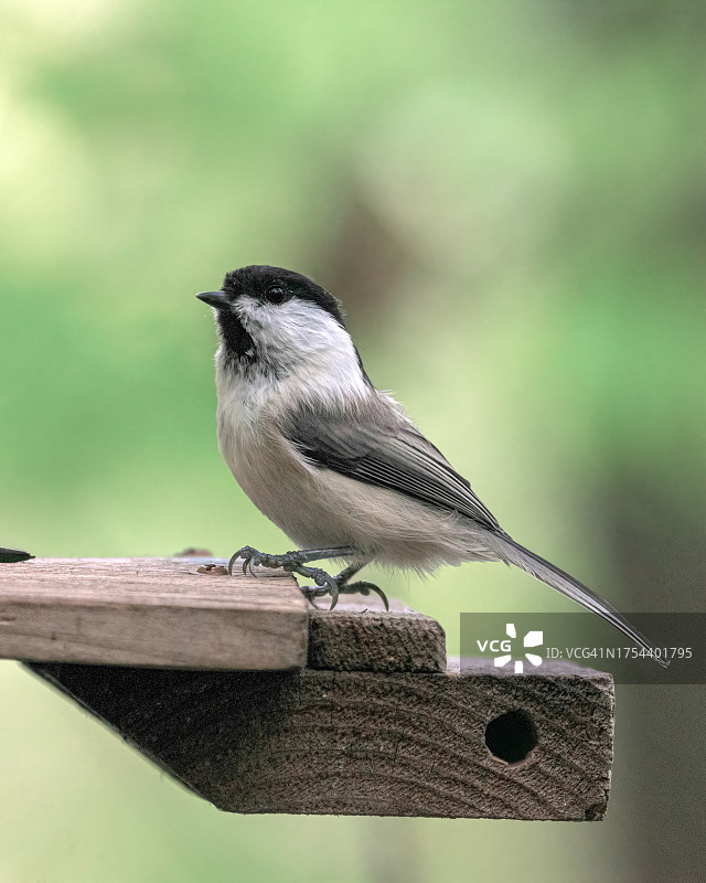 雀鹛栖息在木头上的特写图片素材