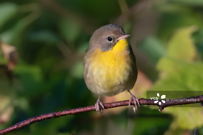 鸣禽栖息在树枝上的特写图片素材