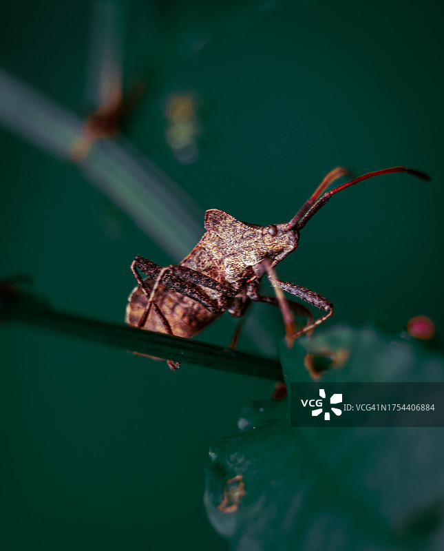 树叶上的昆虫特写图片素材